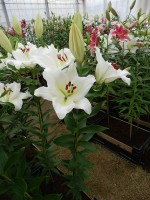 [4281 Silverside Mak No01.JPG]